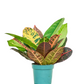 Croton Petra