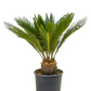 Palm Sago 10”pot