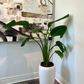 Bird of Paradise with white pot