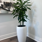 Draceana Green (Vigoro Dracaena Cintho Variegated )in growing pot