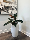 Philodendron – 10" Grower Pot (White Pot Sold Separately)