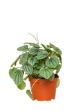 Peperomia Napoli Nights