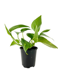 Pothos Green | Pothos Green (Gold)