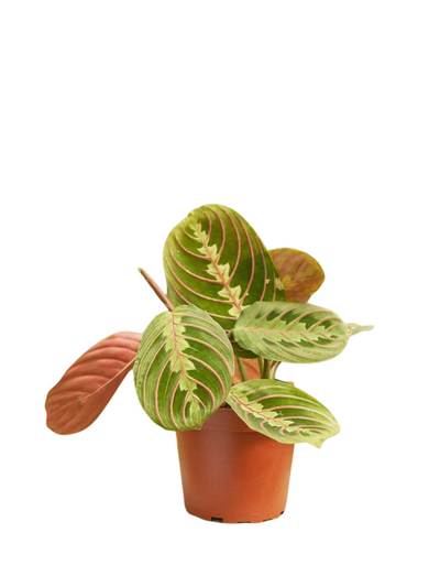 Prayer Plant (Red Leafs)