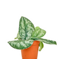 Silver Satin Pothos