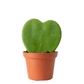 Hoya Heart in growing pot