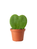 Hoya Heart in growing pot 4"Grower Pot