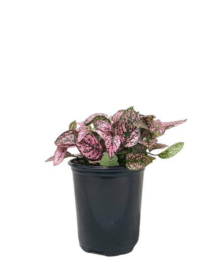 Polka Dot Plant assorted