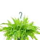 Boston Fern