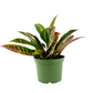 Croton Petra