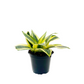 Sansevaria Hahnii