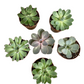 AWESOME ECHEVERIA PACK