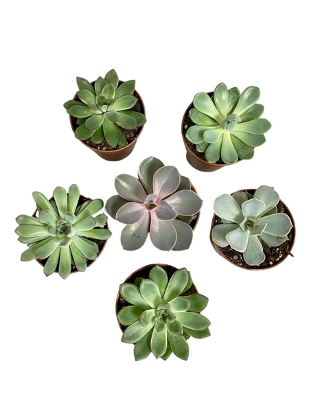 AWESOME ECHEVERIA PACK – Plant Club