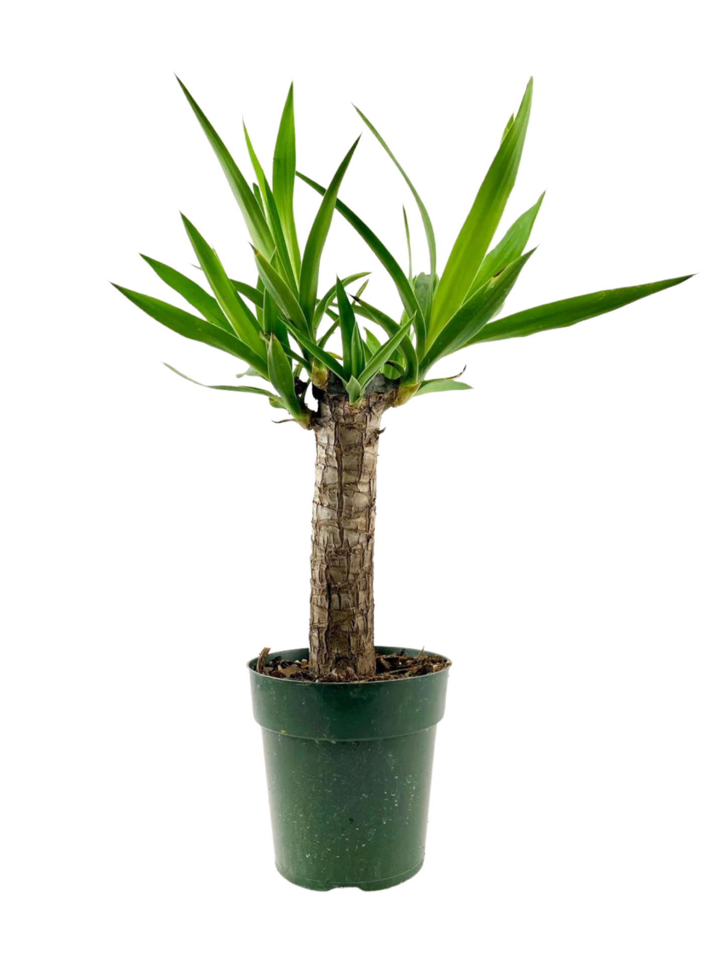 Yucca Cane