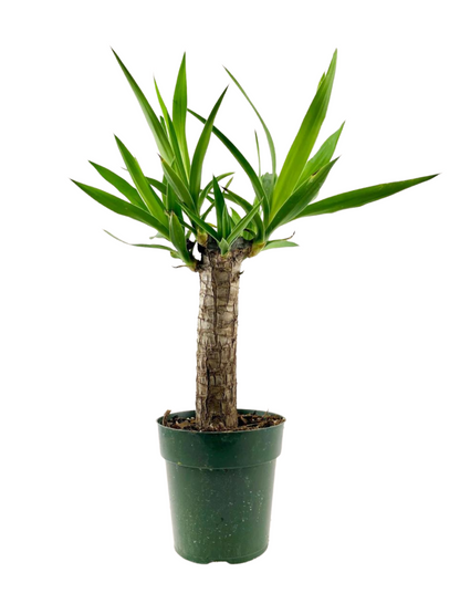 Yucca Cane