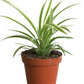 Spider Plant