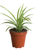 Spider Plant