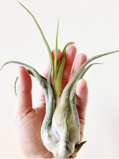 Tillandsia Caput Medusae – Medusa Air Plant | Canada
