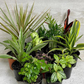 Tropical Houseplant Bundle (Holiday Special Offer)