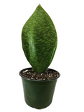 Sansevieria Whale Fin (Sansevieria Masoniana) – Bold Statement Snake Plant