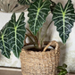 Alocasia Polly (planter not included)