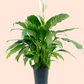 Peace Lily