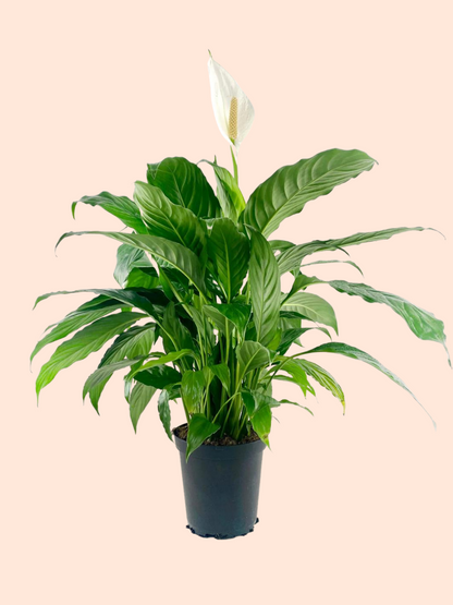 peace lily toronto Peace Lily – Plant Club