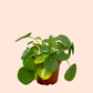 Pilea Plant