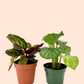 CALATHEA FAMILY ASSORTED