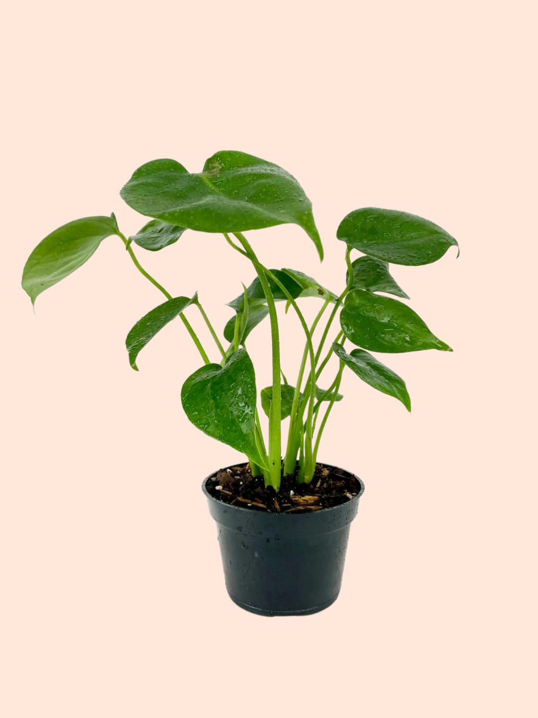 Monstera Deliciosa