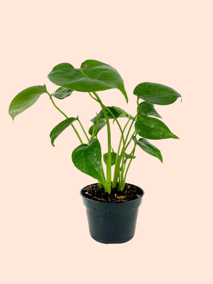 Monstera Deliciosa