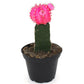 Moon Cacti - Geoponics Inc