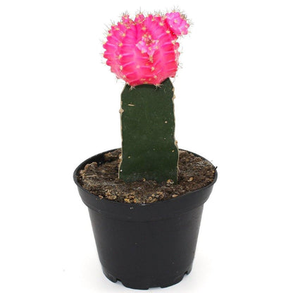 Moon Cacti - Geoponics Inc