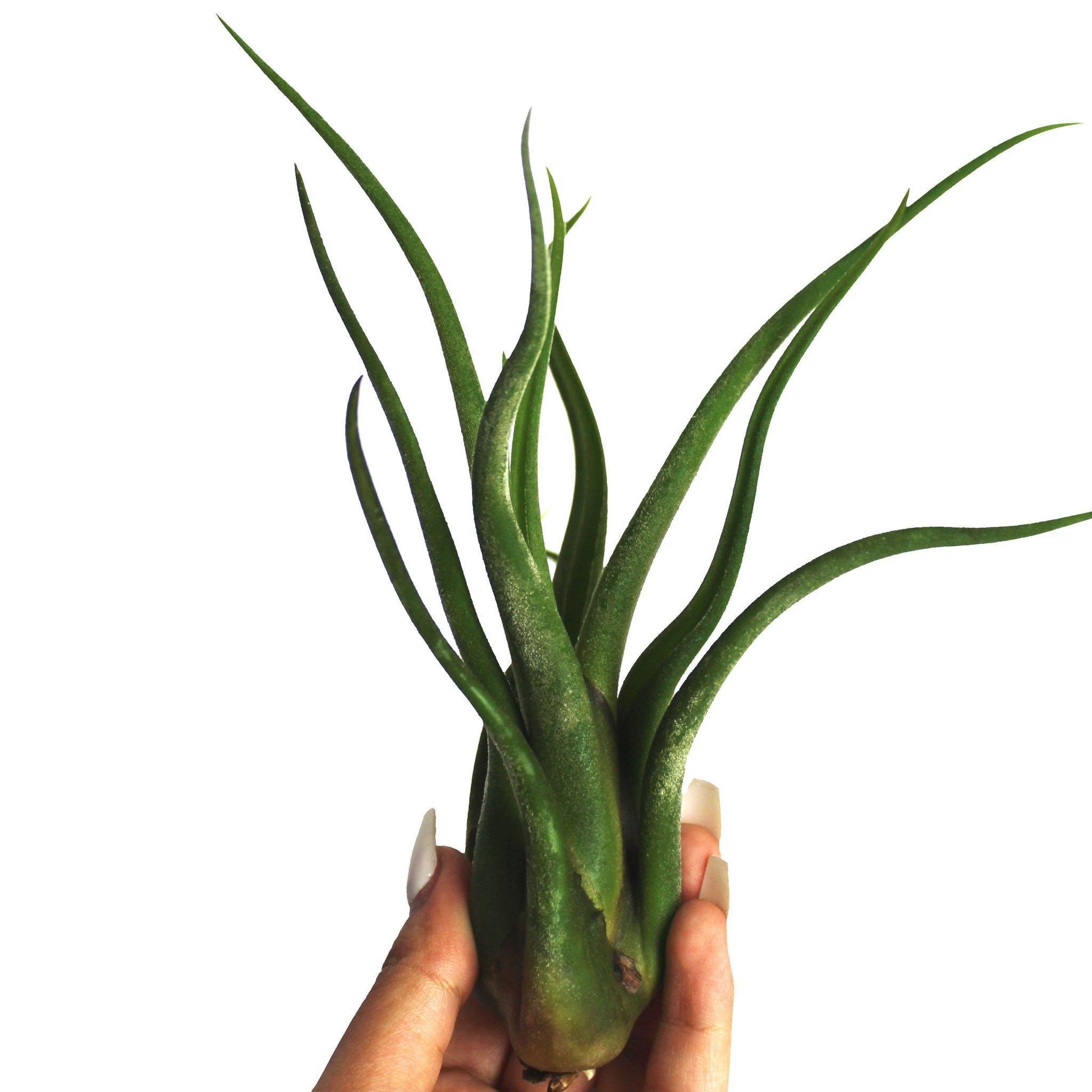 where to buy air plants canada Buy Tillandsia Caput Medusae – Medusa Air Plant