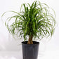 Ponytail palm in growing pot (ceramic pot $50)