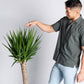 Yucca Cane
