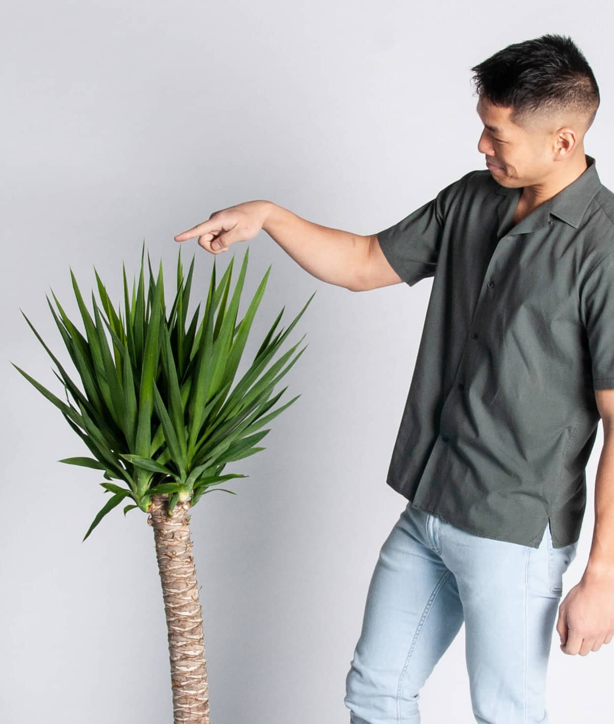 Yucca Cane