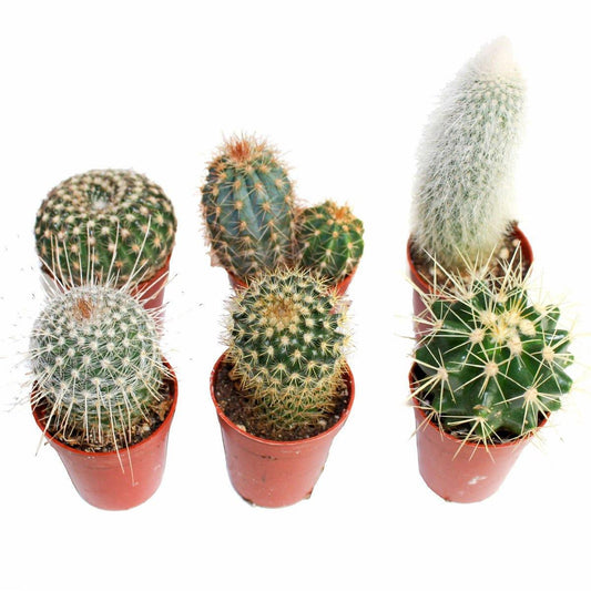 Baby Spiky Cactus 1.5" (Single) - Geoponics Inc