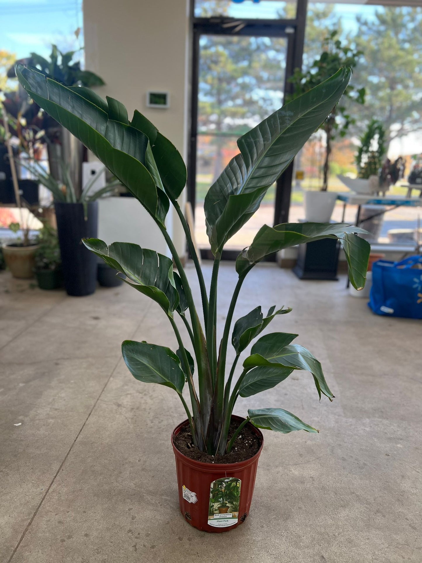 Bird of Paradise