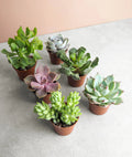 2.25" Plant Baby Succulent