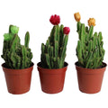 Fairy Castle Cactus – Easy Care Indoor Cactus | Canada