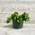 6" Hoya Hindu Rope in growing pot