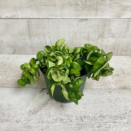 6" Hoya Rope - Geoponics Inc