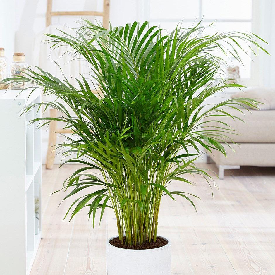 Assorted Palm Family - Geoponics Inc