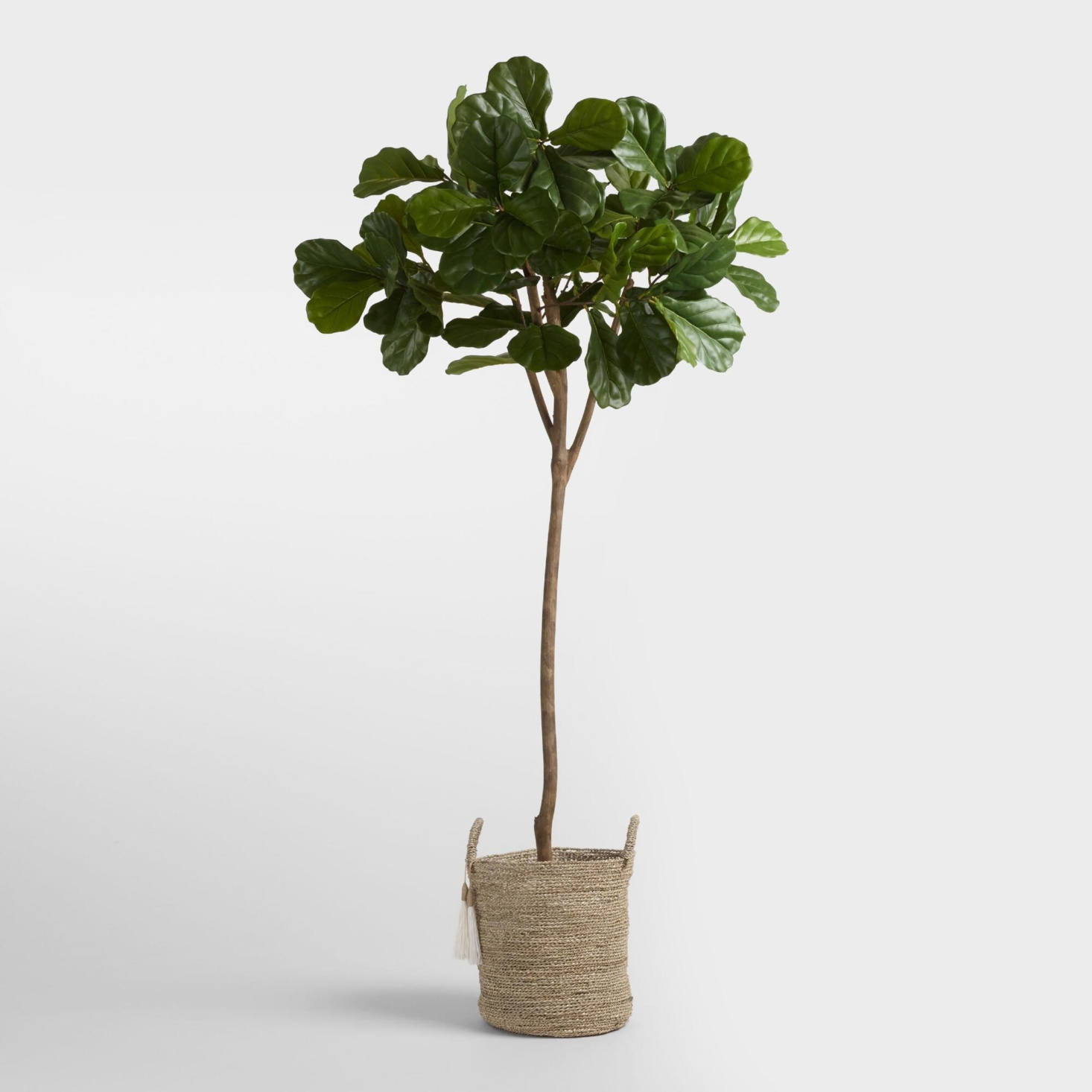 fiddle leaf fig canada Fig Tree – Plant Club