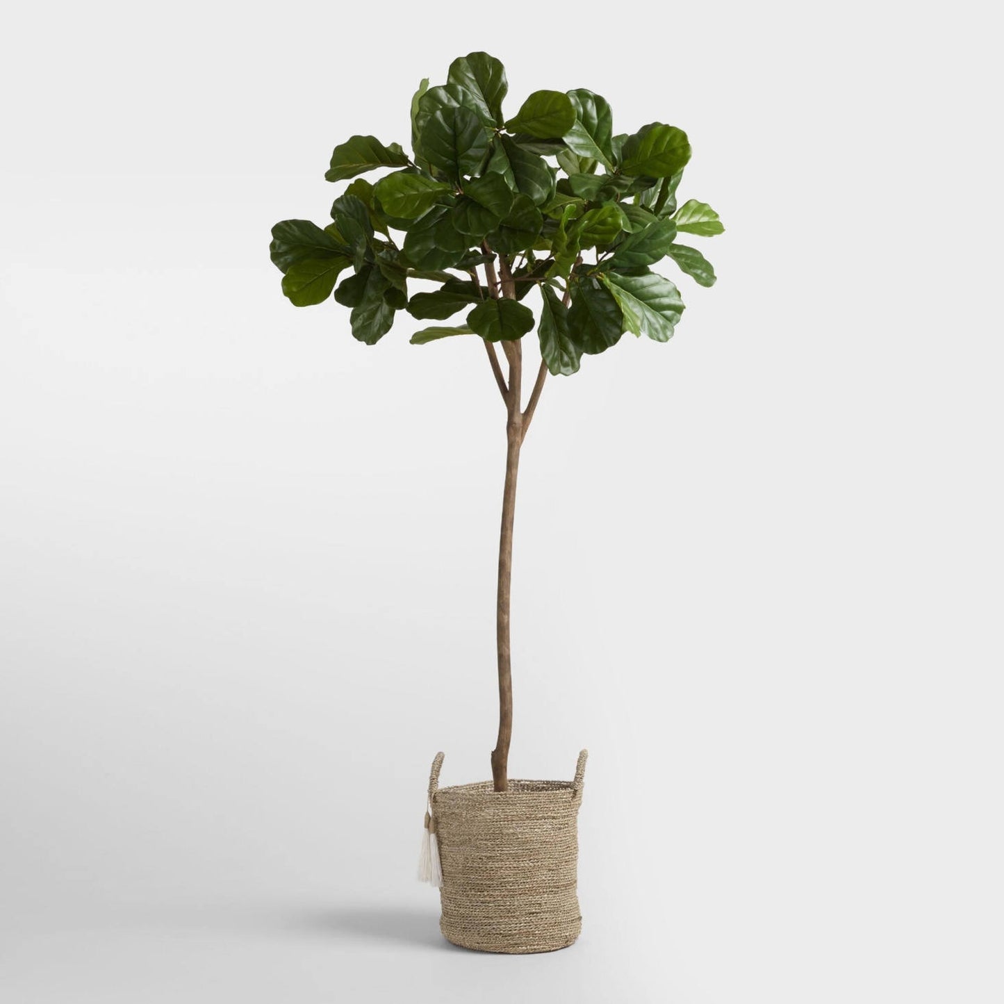 Fig Tree