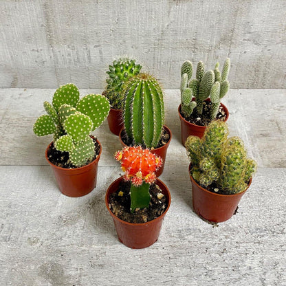 Spikey Cactus Pack - Geoponics Inc
