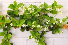 6”Jasmine Sambac Bush (grower pot)