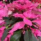 Poinsettiapot white/Red/brown/pink/