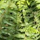 Boston Fern